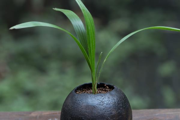 棕竹怎么养 棕竹养殖方法与注意事项