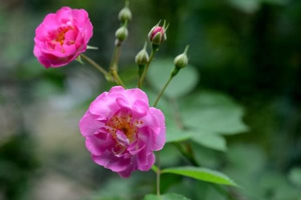 蔷薇花怎么修剪枝叶 蔷薇花怎么扦插繁殖