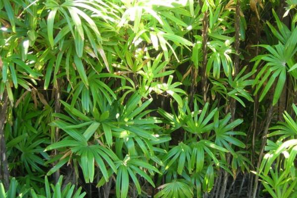 棕竹种植问题！棕竹怎么养 棕竹养殖方法与注意事项