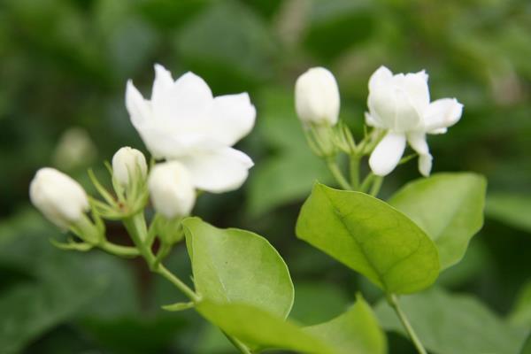 盆栽茉莉花怎么修剪枝叶 茉莉花养护方法