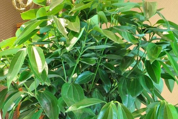 平安树怎么繁殖 平安树扦插繁殖方法