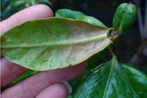 茶花常见病虫害症状及防治方法 茶花种子怎么种