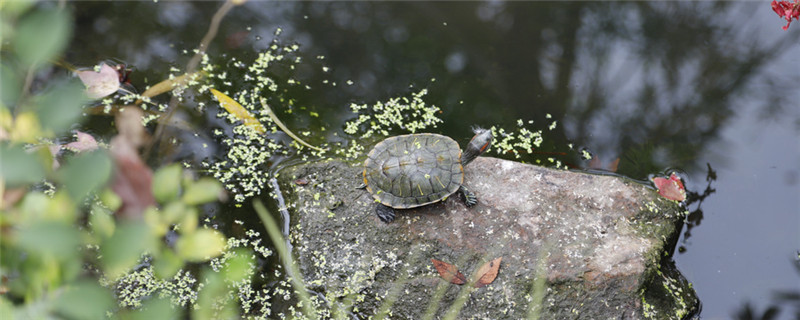 乌龟的养殖方法和注意事项
