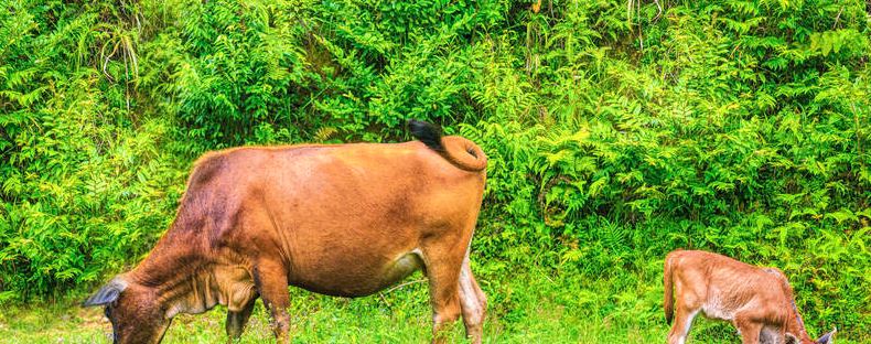 土黄牛一年能长多少斤