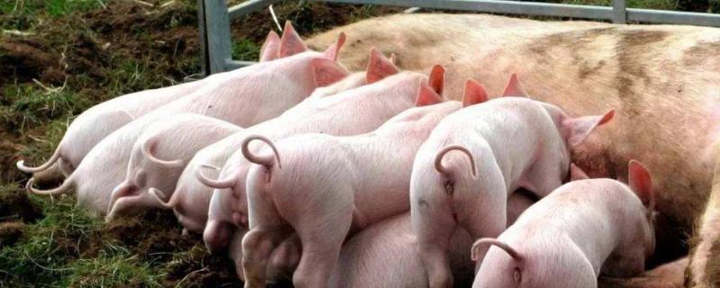 母猪的养殖问题！怎样给母猪输精，母猪输精技术教程