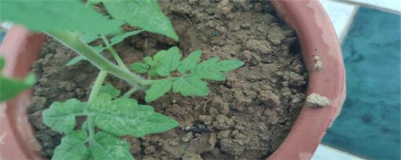 小番茄种植时间和方法