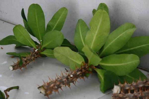 虎刺梅扦插繁殖方法 虎刺梅怎么修剪枝叶