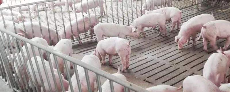 养猪的养殖问题！养10头猪多少本钱，需要多大面积，利润有多大