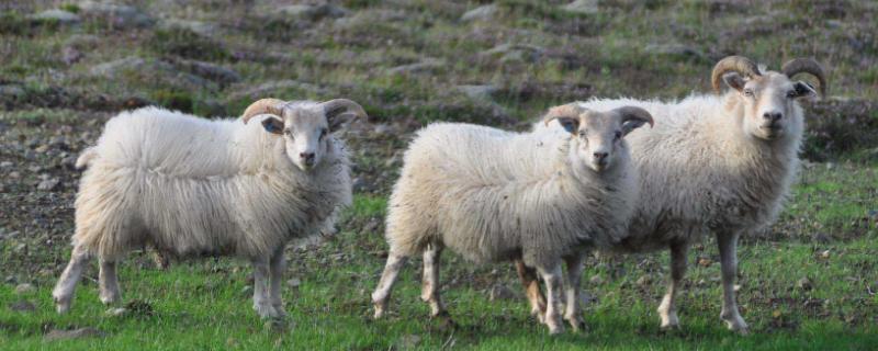 养羊的养殖问题！羊吃羊毛最快的治疗方法，是什么原因？