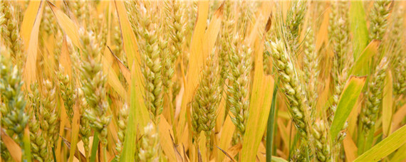 小麦花期多长时间