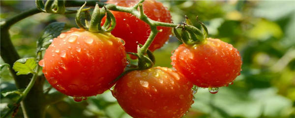 西红柿多久施肥一次？种植问题！