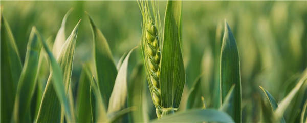 小满后小麦还能浇水吗？种植问题！