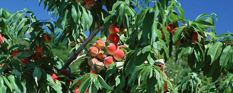 桃树种植问题！桃树什么时间施肥，施什么肥最合适?