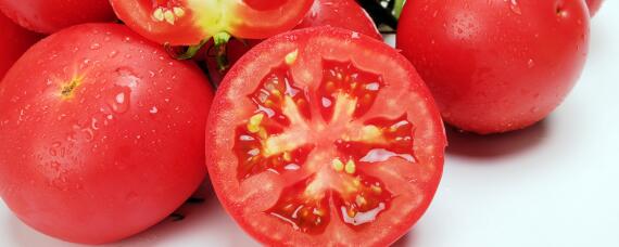 露地西红柿的种植方法和管理技术