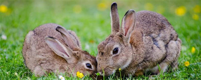 兔子的养殖周期