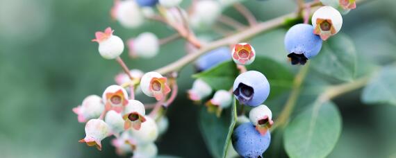蓝莓树苗几月份种植成活率高