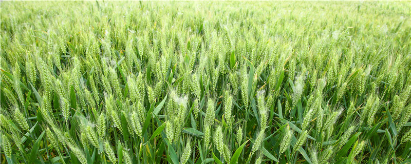 小麦灌浆期一般是几月