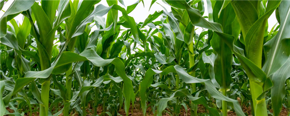 玉米套种有哪些高产作物？种植问题！