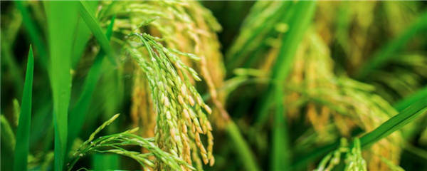 杂交水稻是转基因技术吗