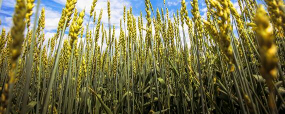 春小麦和冬小麦种植和收时间？种植问题！