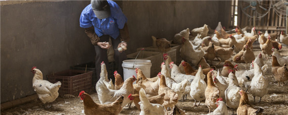 拌湿料给鸡吃有什么危害？养殖问题！