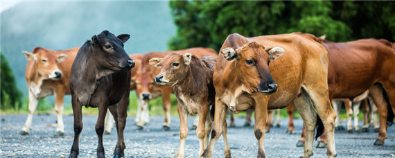 牛喂小苏打过量的危害？养殖问题！