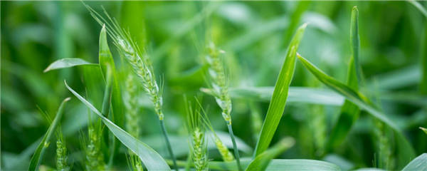淮麦44小麦品种介绍？农产品知识！