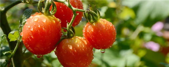 西红柿卷叶有哪些方面造成的？种植问题！