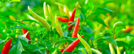 辣椒是单株种植还是双株种植