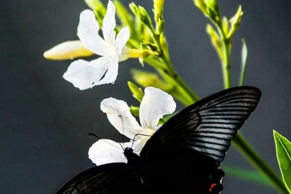 白蝴蝶花怎么养 白蝴蝶花养殖方法与注意事项