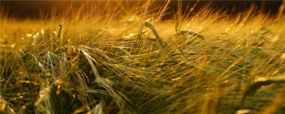 北方小麦几月份收割？农产品知识！
