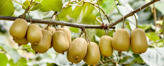 家庭猕猴桃的种植方法