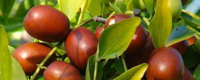 枣树种植问题！枣树小叶病怎么治？用什么药？是因为啥引起的？