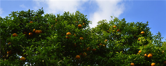 如何解决柑橘大小年