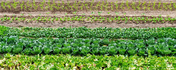 如何改良菜地土壤？种植问题！