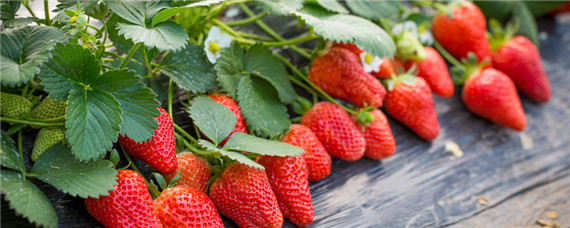 草莓如何防冻越冬