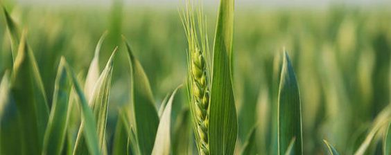 周麦36小麦品种介绍？农产品知识！