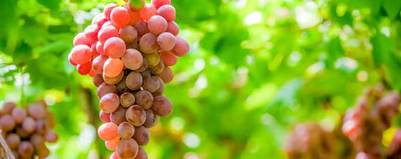 中国种植葡萄始于东汉还是西汉？农产品知识！