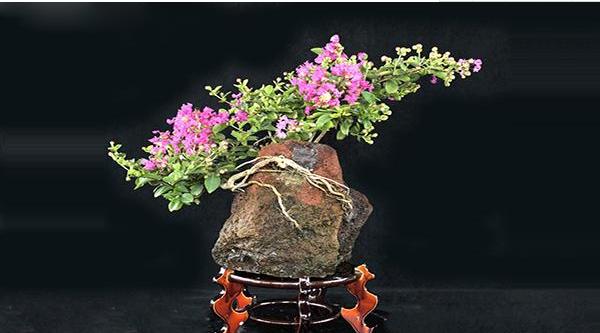 紫薇花盆景制作方法！怎么造型好看？生长习性、病虫害防治！