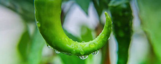 辣椒缓苗期一般是多久？辣椒定植后几天浇缓苗水合适？