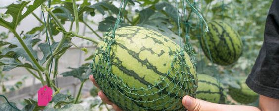 阳台西瓜的种植方法和管理
