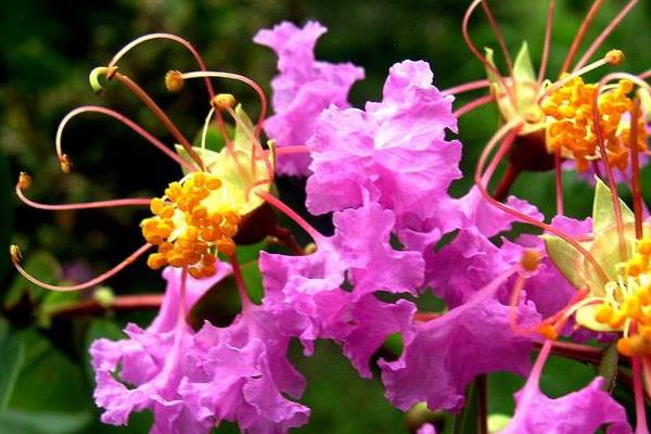 紫薇花怎么养 紫薇花种植方法与注意事项