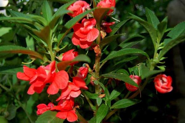 凤仙花种植问题！凤仙花怎么浇水（多久浇一次） 凤仙花如何施肥