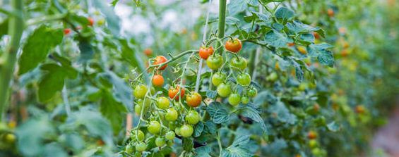 阳台西红柿种子催芽方法
