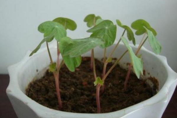 家庭盆栽旱金莲养殖方法与注意事项 旱金莲的繁殖方法