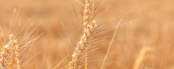 小麦快速催芽方法？种植问题！