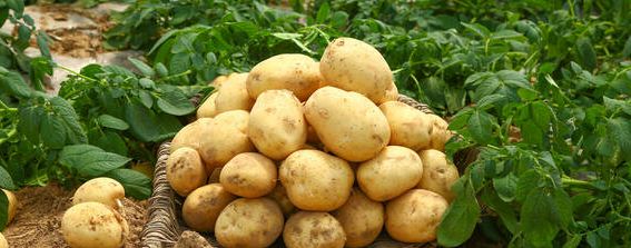 土豆种子催芽方法？种植问题！