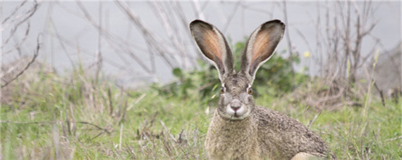 养殖野兔经常会出现的问题？养殖问题！