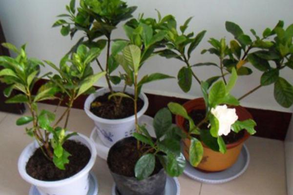栀子花盆栽养殖方法与注意事项 栀子花怎么施肥