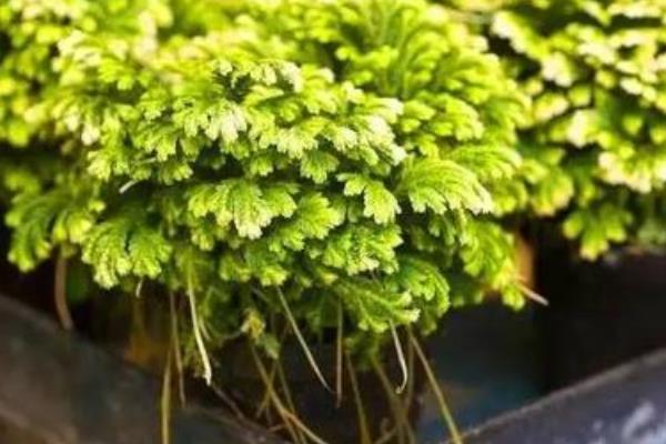 绿地珊瑚蕨怎么养？养殖方法与注意事项！怎样扦插繁殖？是什么植物？